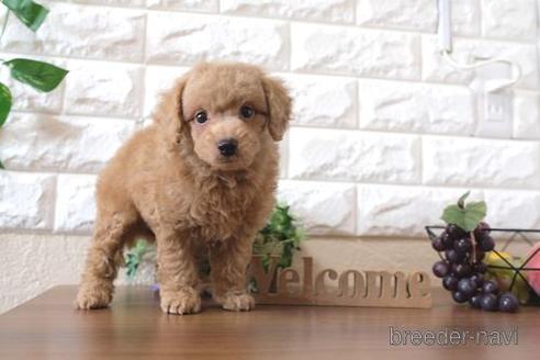 成約済の滋賀県のトイプードル-196043