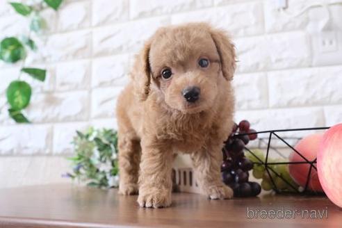 成約済の滋賀県のトイプードル-196043の6枚目