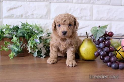 成約済の滋賀県のトイプードル-196043の3枚目