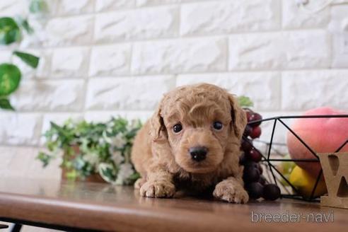 成約済の滋賀県のトイプードル-196043の2枚目