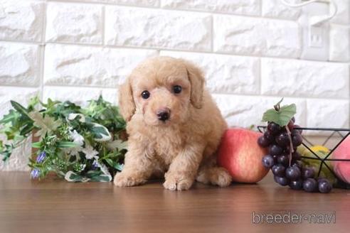 成約済の滋賀県のトイプードル-196173