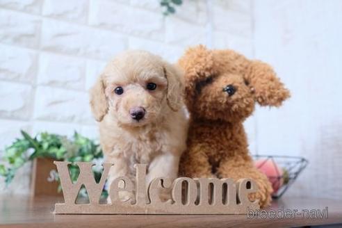 成約済の滋賀県のトイプードル-196173の6枚目