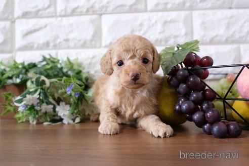 成約済の滋賀県のトイプードル-196173の3枚目