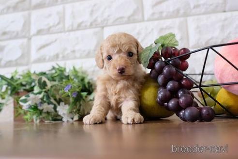 成約済の滋賀県のトイプードル-196173の2枚目
