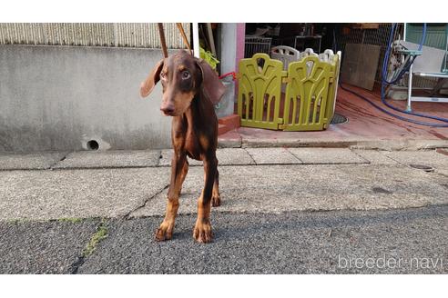 成約済の愛知県のドーベルマン-184739の1枚目