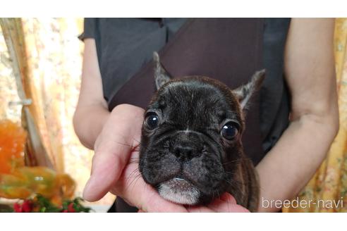 成約済の愛知県のフレンチブルドッグ-190347の4枚目