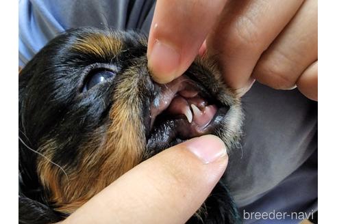 成約済の愛知県のキャバリアキングチャールズスパニエル-197046の4枚目