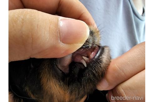 成約済の愛知県のキャバリアキングチャールズスパニエル-197046の2枚目