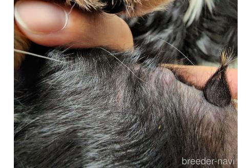 成約済の愛知県のキャバリアキングチャールズスパニエル-197046の3枚目