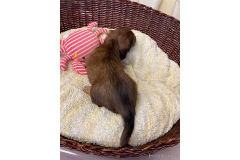 成約済の愛知県のミニチュアダックスフンド(ロングヘアード)-198346の4枚目