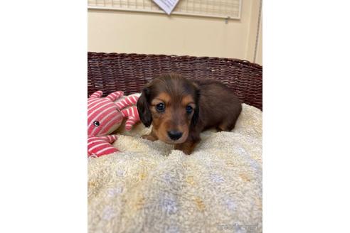 成約済の愛知県のミニチュアダックスフンド(ロングヘアード)-198346の1枚目