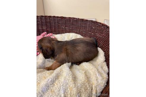 成約済の愛知県のミニチュアダックスフンド(ロングヘアード)-198346の5枚目