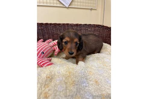 成約済の愛知県のミニチュアダックスフンド(ロングヘアード)-198346の3枚目