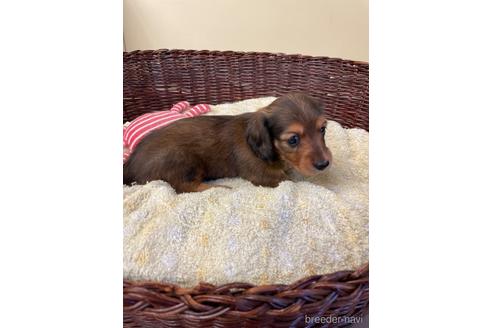 成約済の愛知県のミニチュアダックスフンド(ロングヘアード)-198346の2枚目