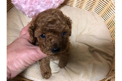 成約済の愛知県のタイニープードル-197024の5枚目
