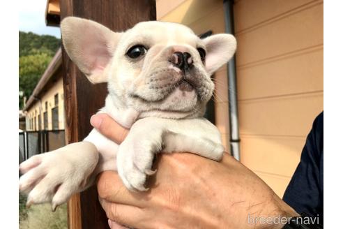 成約済の山口県のフレンチブルドッグ-191892の3枚目