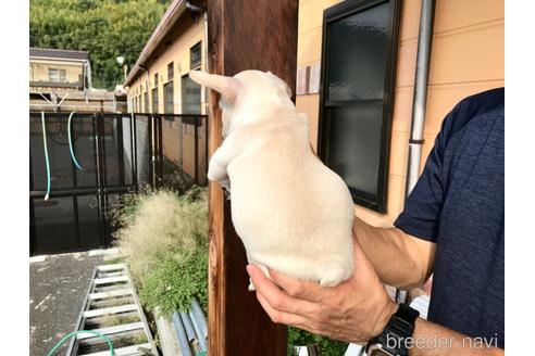 成約済の山口県のフレンチブルドッグ-191892の7枚目