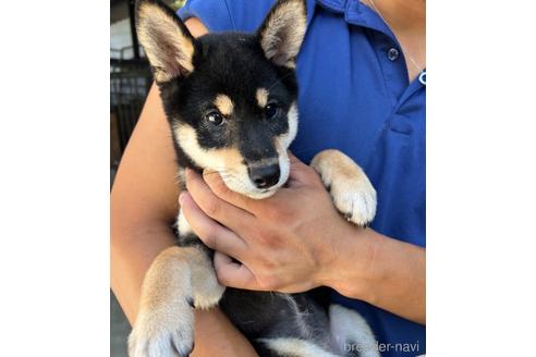 成約済の山梨県の柴犬-186868の7枚目