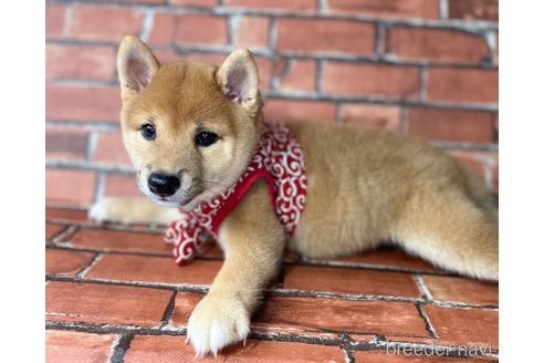 成約済の福岡県の豆柴-195169の2枚目