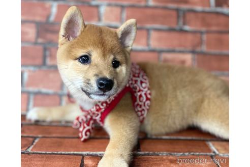 成約済の福岡県の豆柴-195169の3枚目