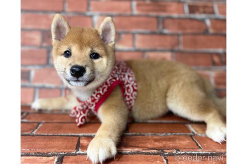 成約済の福岡県の豆柴-195169の1枚目