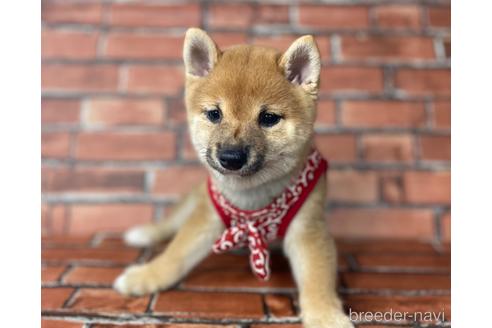 成約済の福岡県の豆柴-195170の2枚目