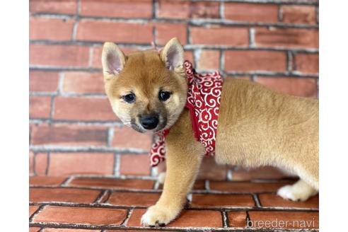 成約済の福岡県の豆柴-195170の3枚目