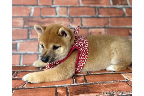 成約済の福岡県の豆柴-195170の4枚目