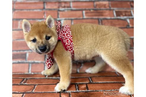 成約済の福岡県の豆柴-195170の5枚目