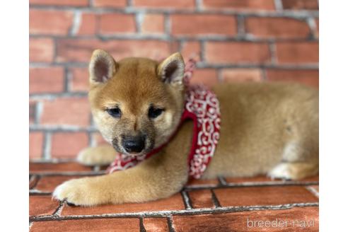 成約済の福岡県の豆柴-195170の1枚目