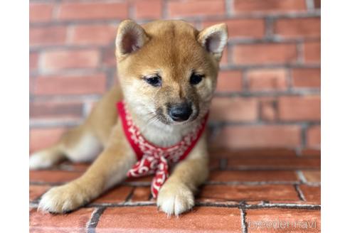 成約済の福岡県の豆柴-195170の6枚目