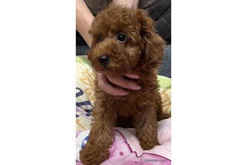 成約済の埼玉県のトイプードル-187824の3枚目