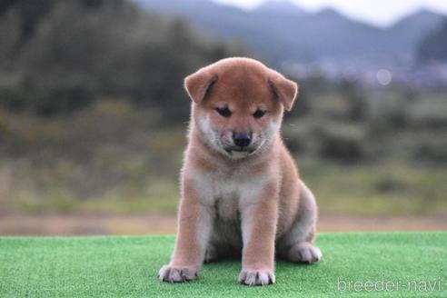 成約済の三重県の柴犬-198564の1枚目