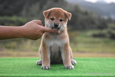 成約済の三重県の柴犬-198564の3枚目