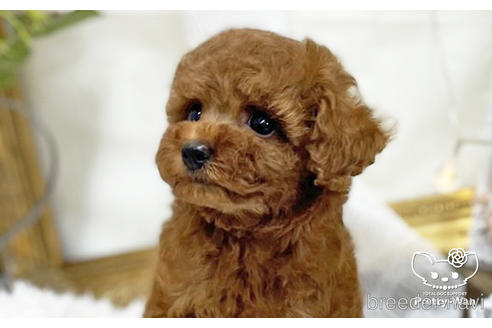 成約済の愛知県のタイニープードル-198572の12枚目