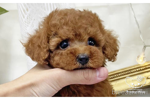 成約済の愛知県のタイニープードル-198572の13枚目