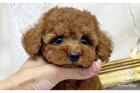 成約済の愛知県のタイニープードル-198572の14枚目