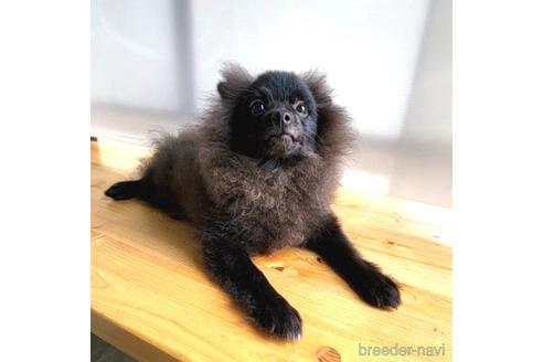 成約済の茨城県のポメラニアン-180834の17枚目