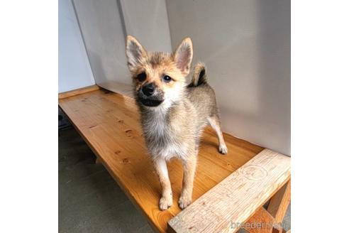成約済の茨城県のミックス犬-186237の23枚目