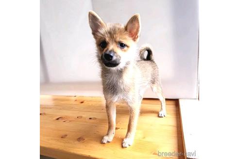 成約済の茨城県のミックス犬-186237の24枚目