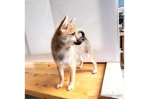 成約済の茨城県のミックス犬-186237の25枚目