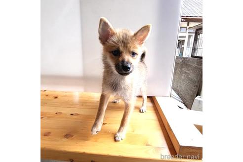 成約済の茨城県のミックス犬-186237の21枚目