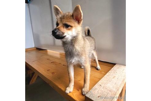 成約済の茨城県のミックス犬-186237の22枚目
