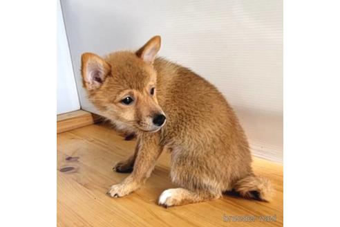 成約済の茨城県のミックス犬-186236の25枚目