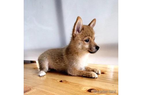 成約済の茨城県のミックス犬-186236の24枚目