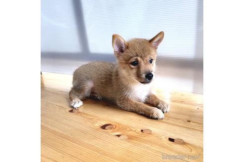 成約済の茨城県のミックス犬-186236の22枚目