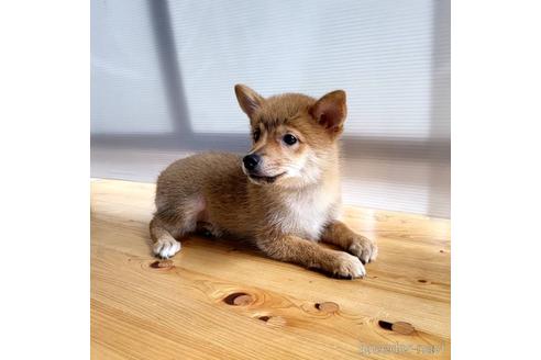 成約済の茨城県のミックス犬-186236の23枚目