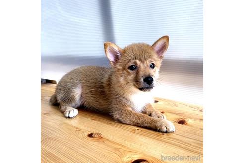 成約済の茨城県のミックス犬-186236の21枚目