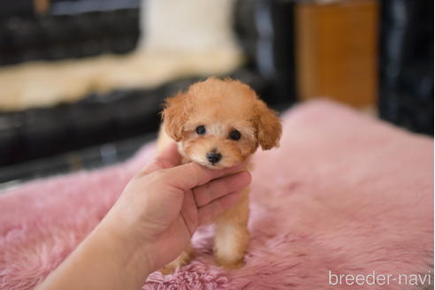 成約済の茨城県のティーカッププードル-196617の4枚目