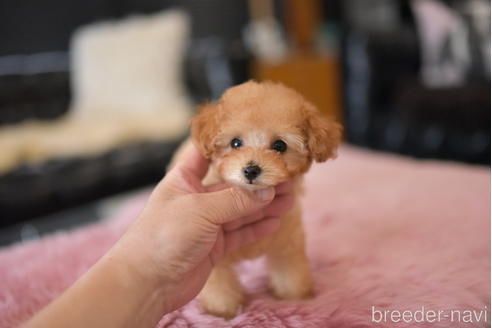 成約済の茨城県のティーカッププードル-196617の3枚目